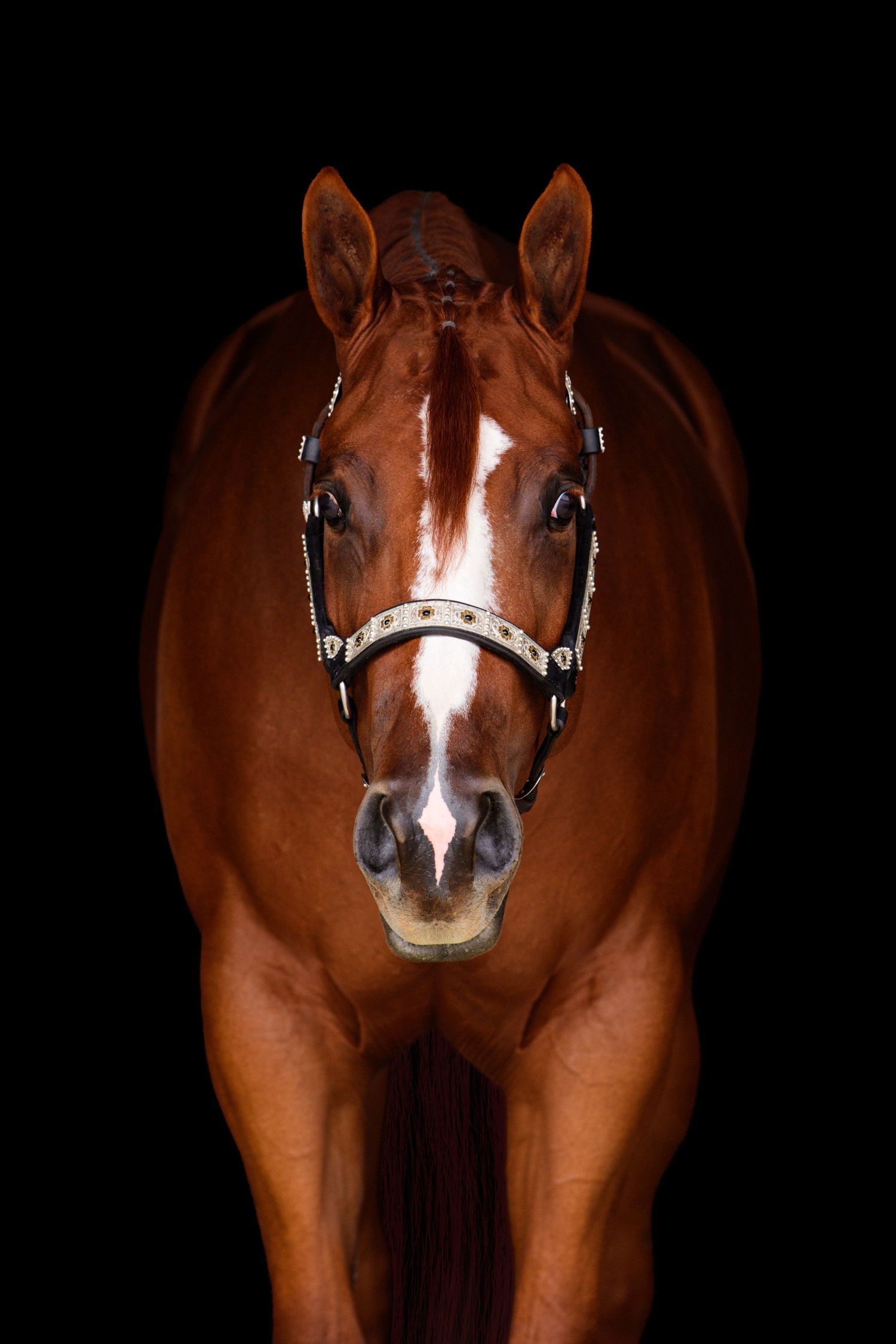 A chestnut bay horse with a white blaze wearing a decorative halter, photographed against a black background.