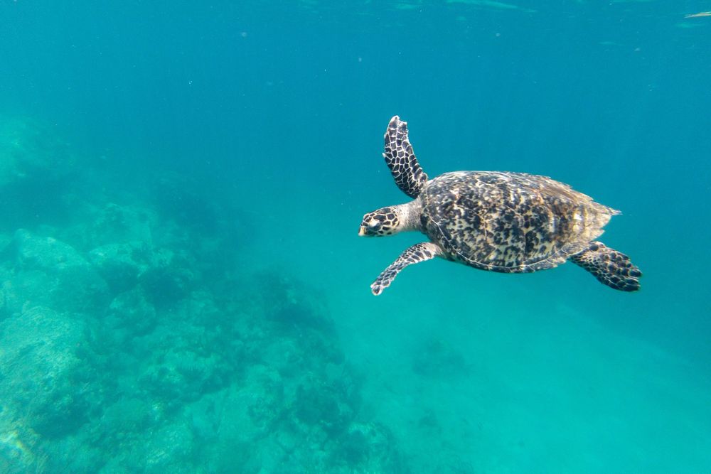A green sea turtle gracefully swimming in clear turquoise ocean water above a sandy reef floor.