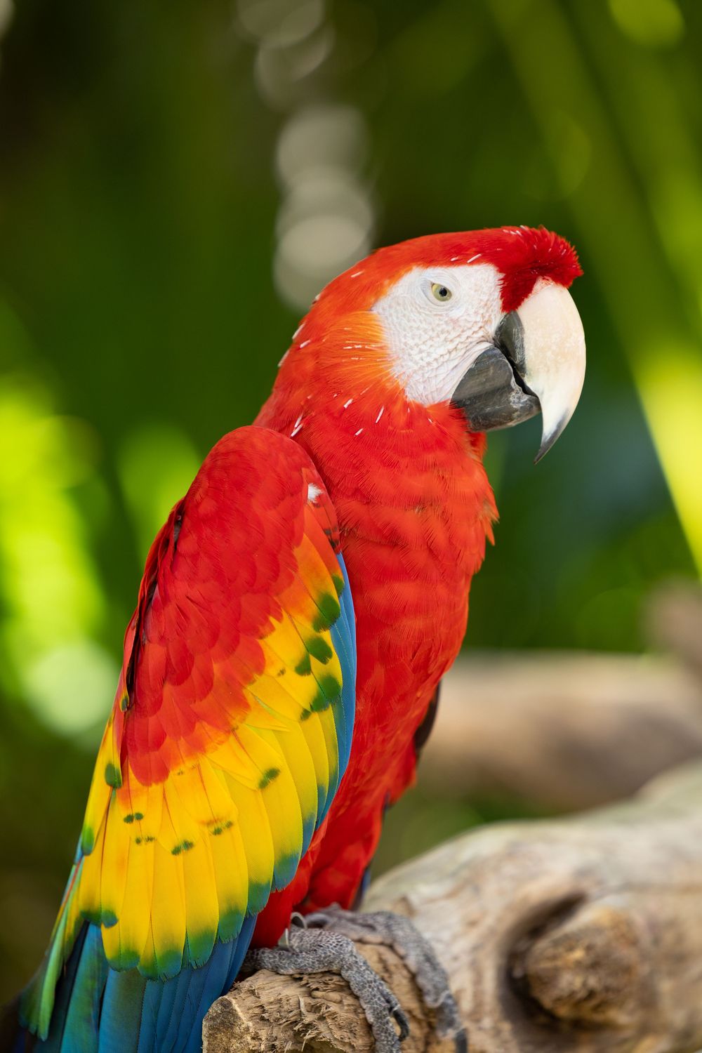Vibrant scarlet macaw parrot with red, yellow, and blue feathers perched on a branch in a tropical green setting.