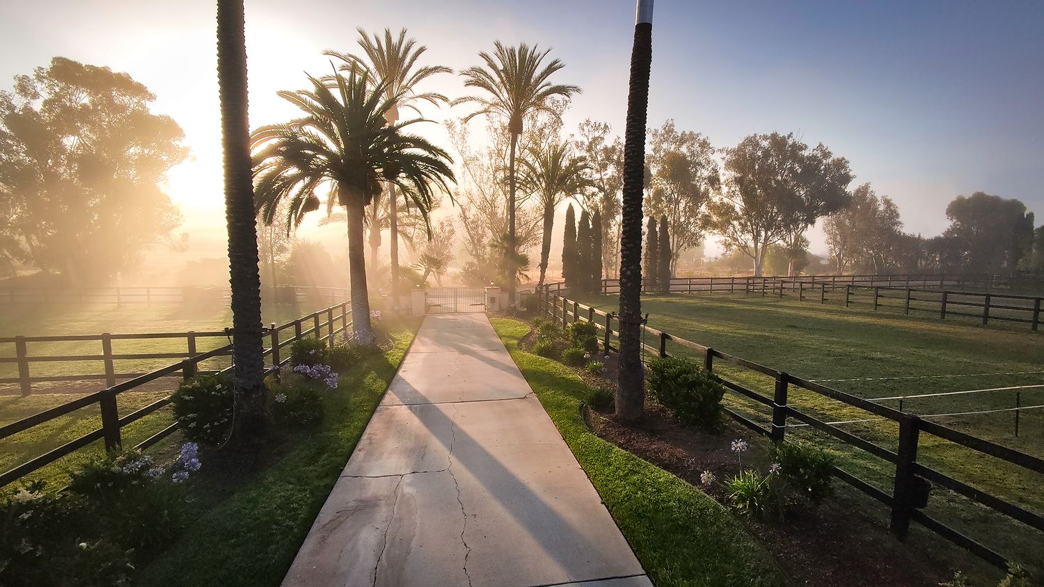 Sunlit concrete pathway lined with tall palm trees and wooden fences leads through a misty, green horse ranch at golden hour.