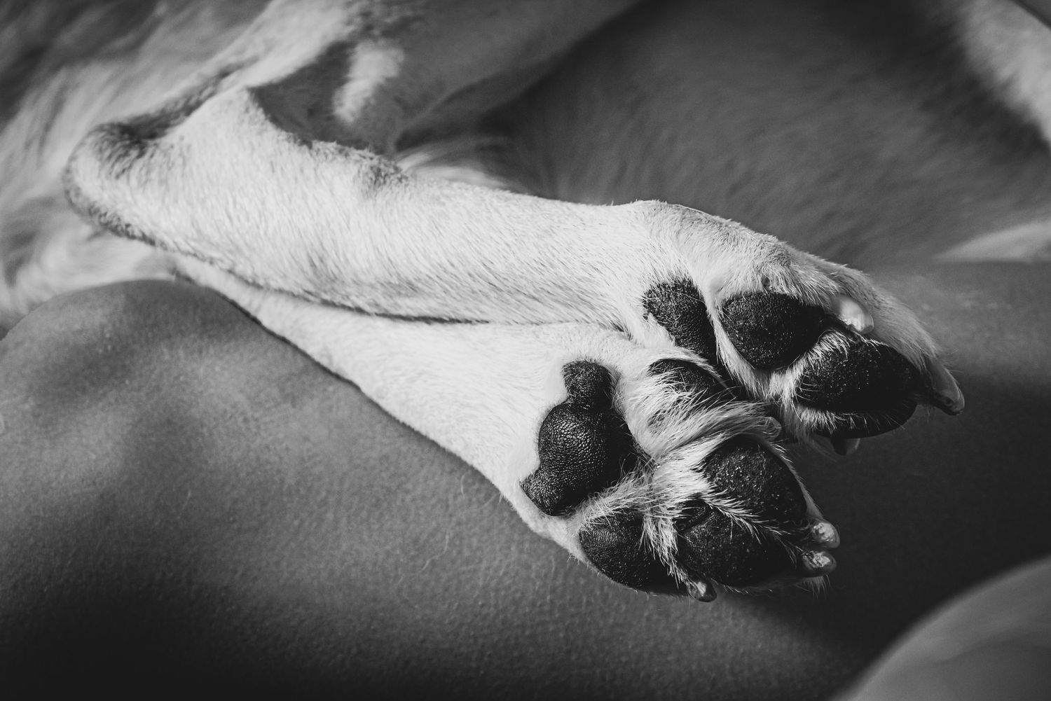 Close-up black and white photo of a dog paw resting on a soft surface, showing detailed pads and toes.