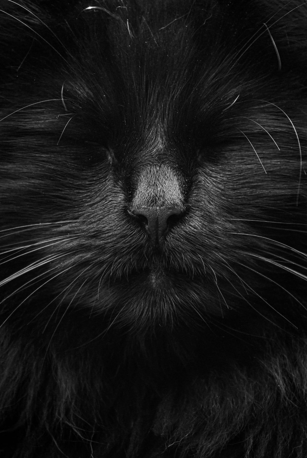 Dramatic black and white close-up of a black long-haired cat face with whiskers.