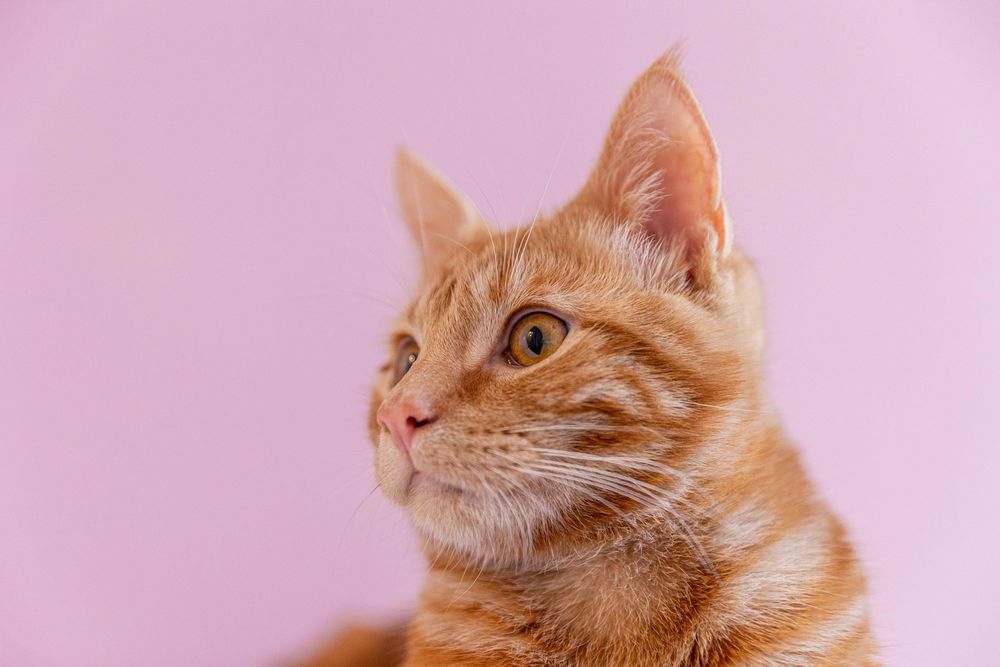Close-up portrait of a fluffy orange tabby cat against a soft pink background.