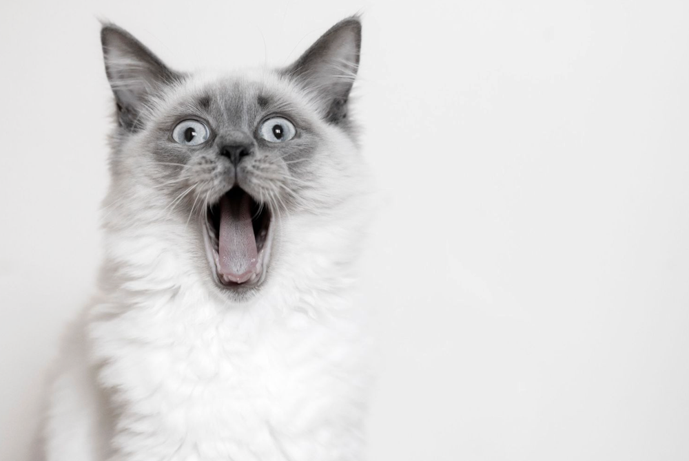 Surprised white Ragdoll cat with blue eyes and open mouth on white background.