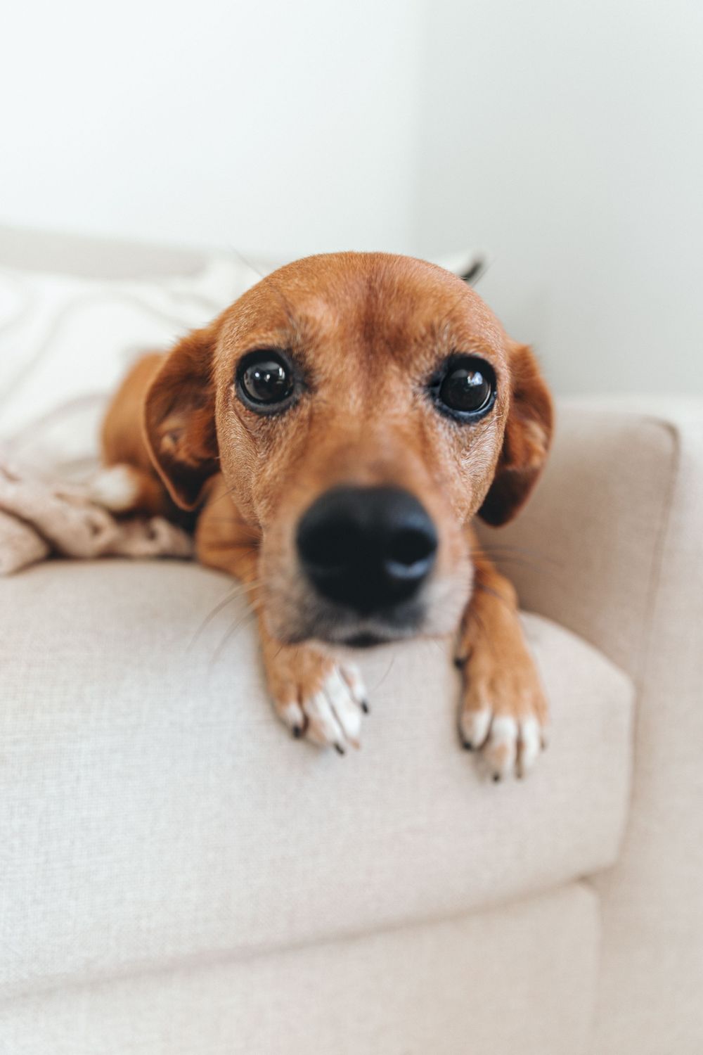Adorable brown dachshund resting chin on couch armrest with big soulful eyes looking at camera.