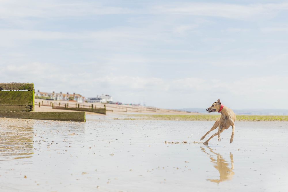 A lean greyhound dog running freely on a wet reflective beach under a blue sky.