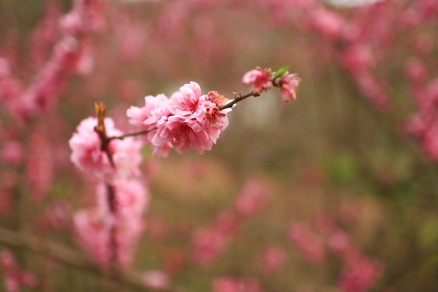 Cherry blossom in spring time in Roleystone