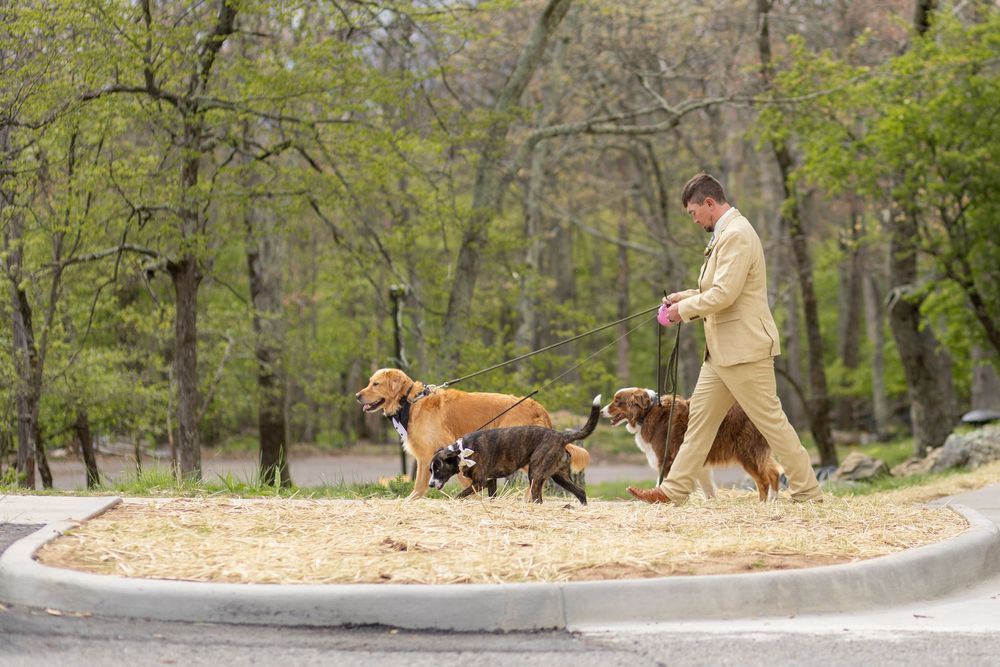 Man in tan jacket walking three dogs on leashes in a park with bare spring trees in the background.
