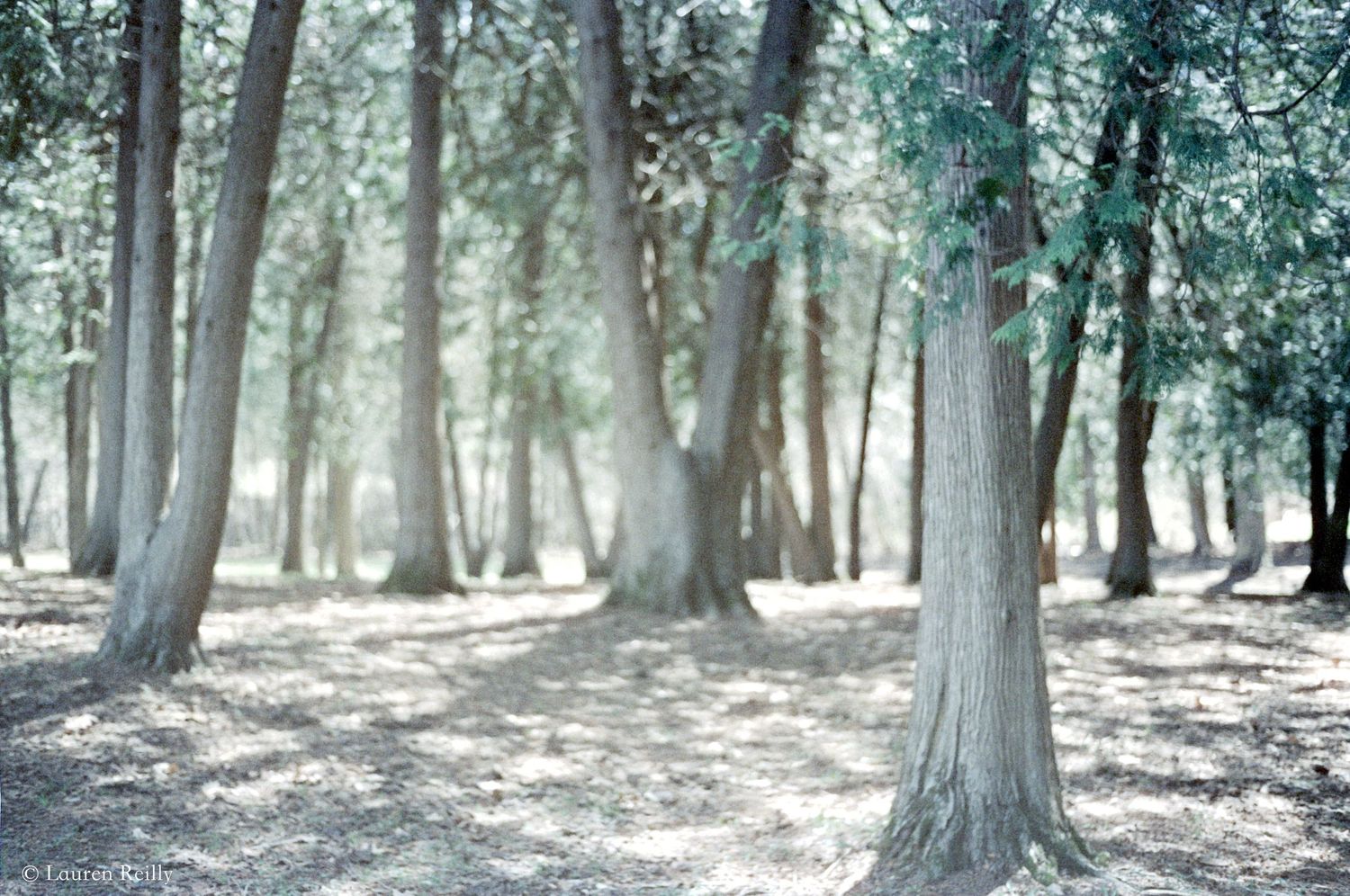 CineStill 800