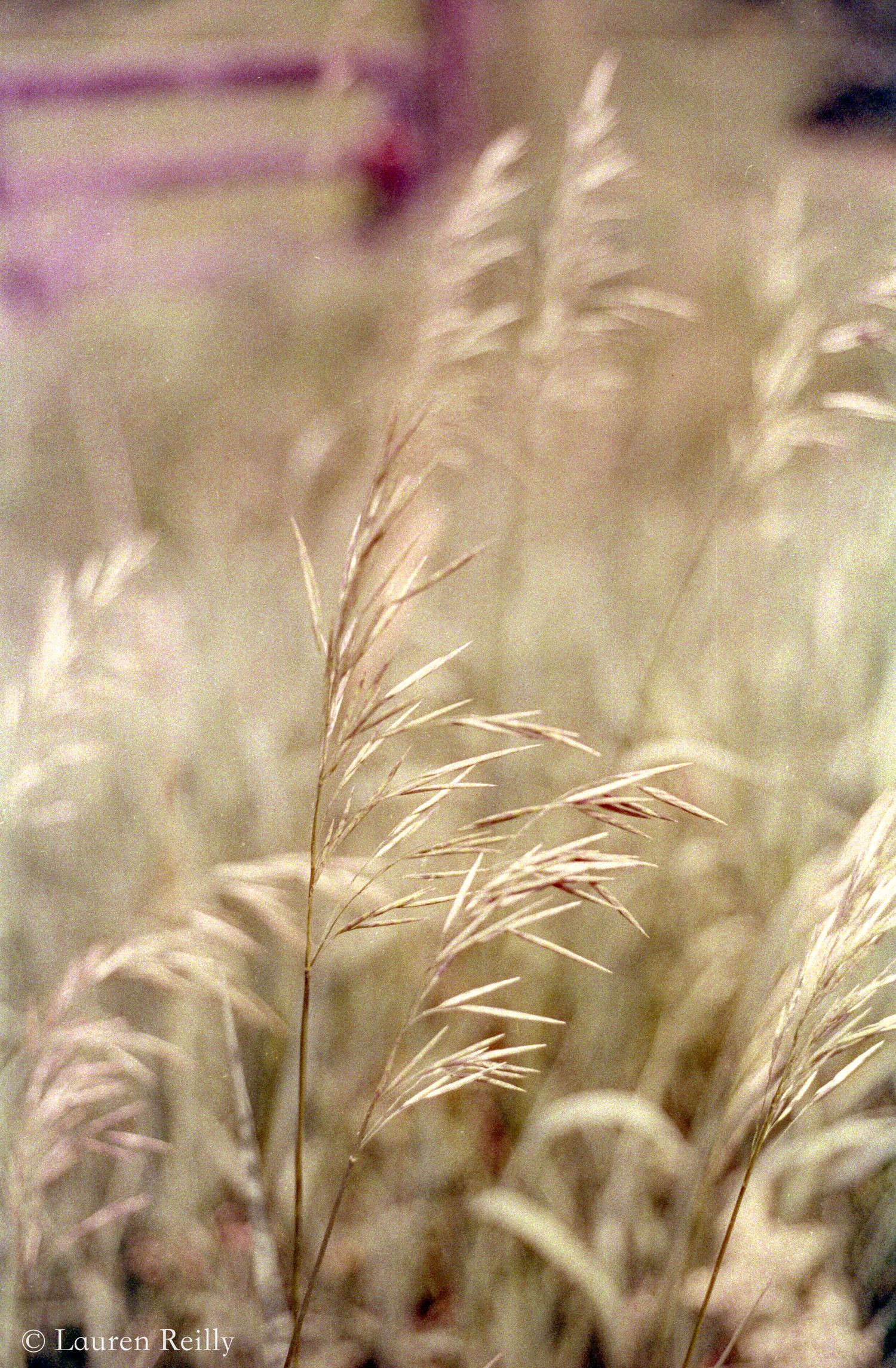 CineStill 800