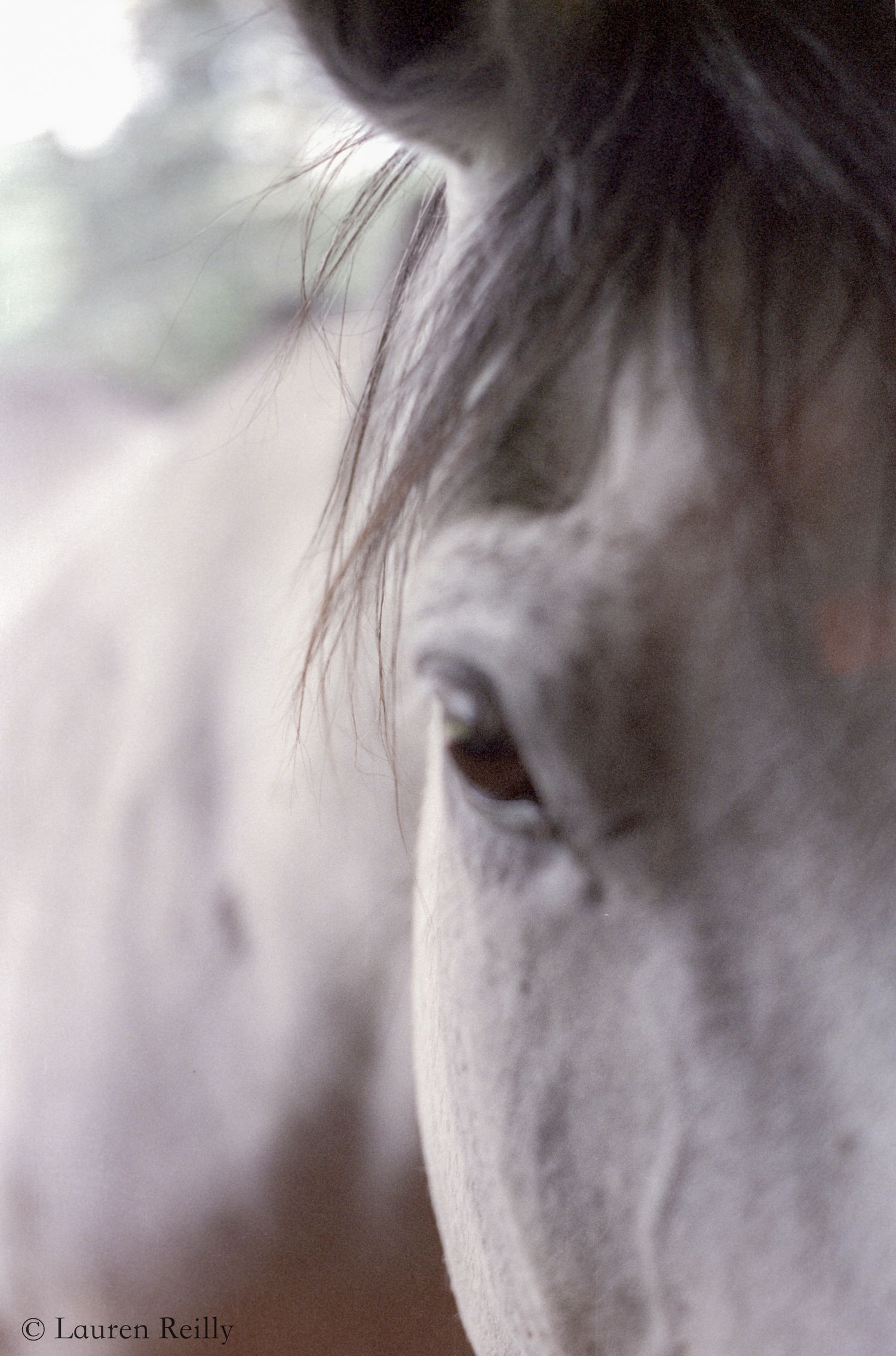 CineStill 800