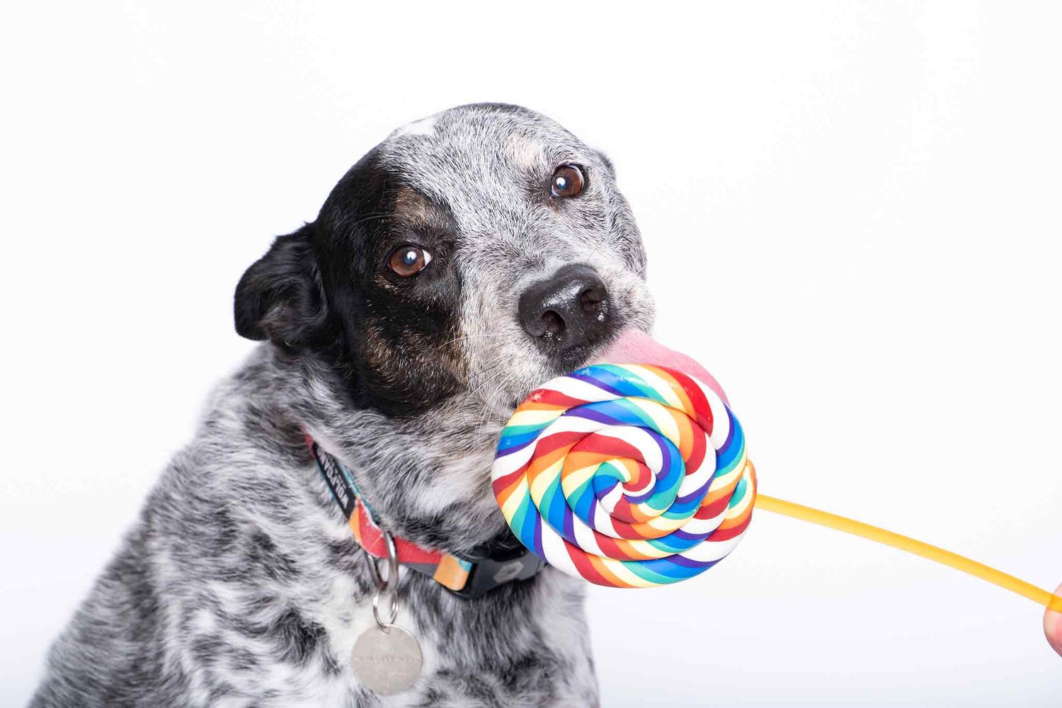 A spotted dog licking a colorful rainbow swirl lollipop against a white background.