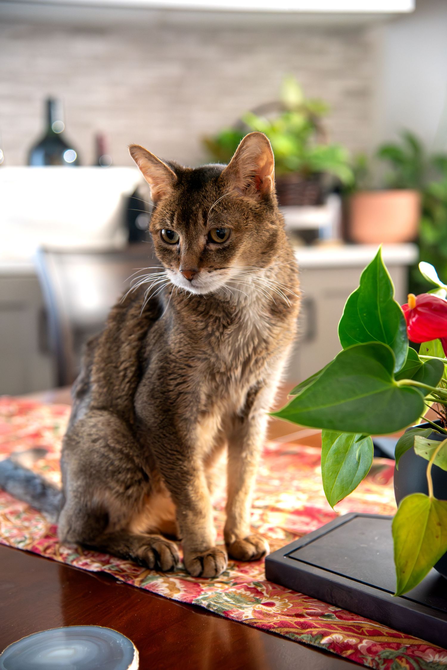 Cat photographed comfortably at home during a Blue Merle Photography pet portrait session
