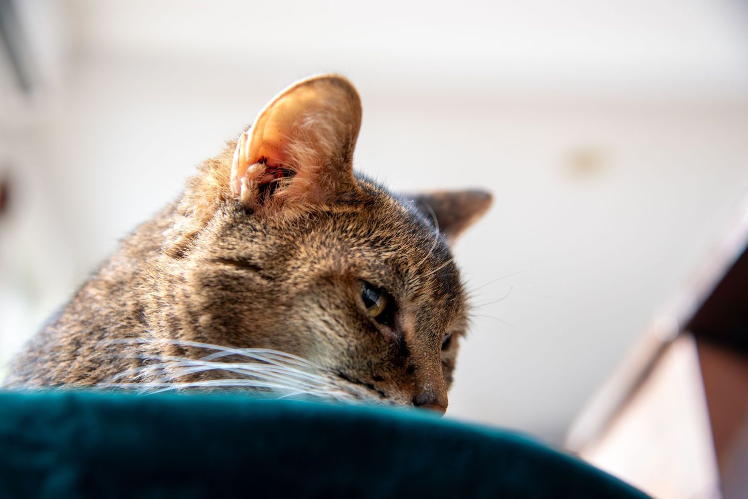 Professional pet portrait by Blue Merle Photography serving Clearwater St Petersburg and Tampa Bay Florida