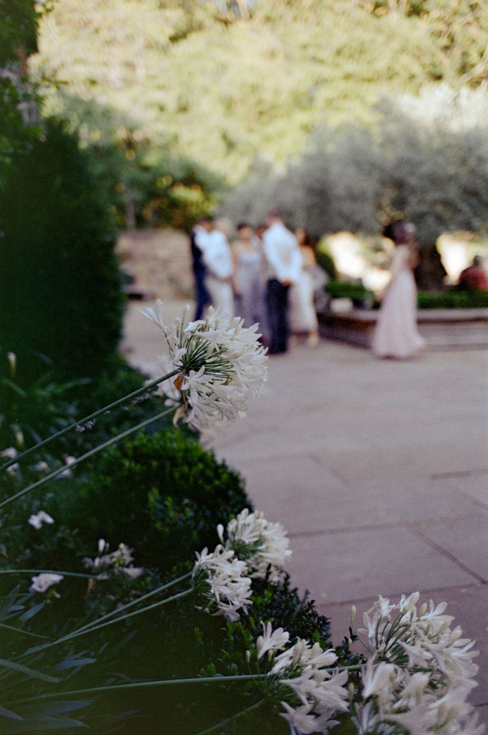 White agapanthus flowers in focus foreground with blurred wedding guests gathered on garden patio path.