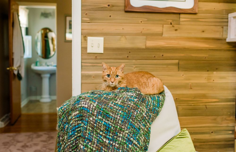 Orange tabby cat resting on a teal woven blanket draped over a chair beside a cedar wood accent wall.