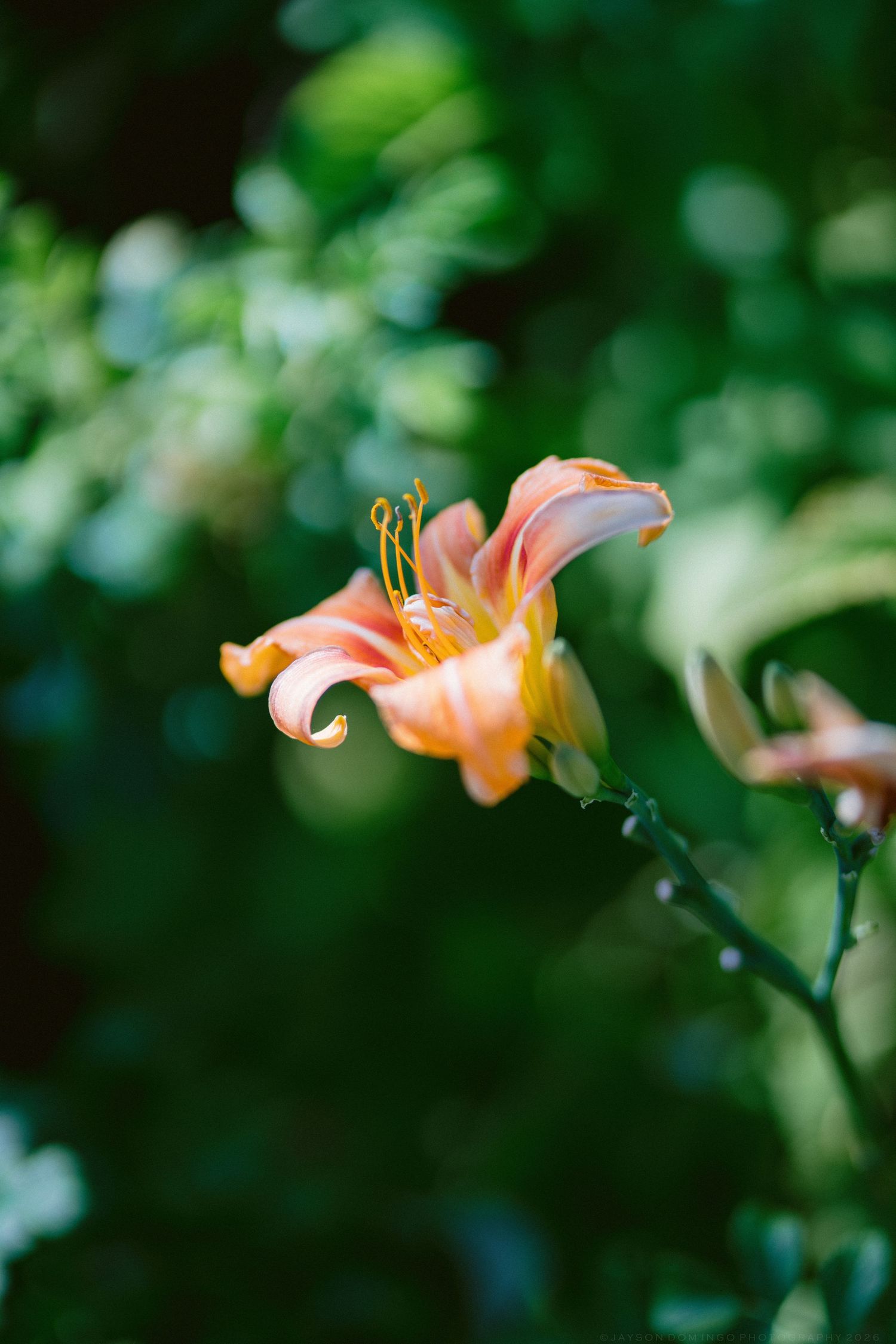 Close-up of vibrant orange daylily bloom with yellow stamens against lush green garden background.