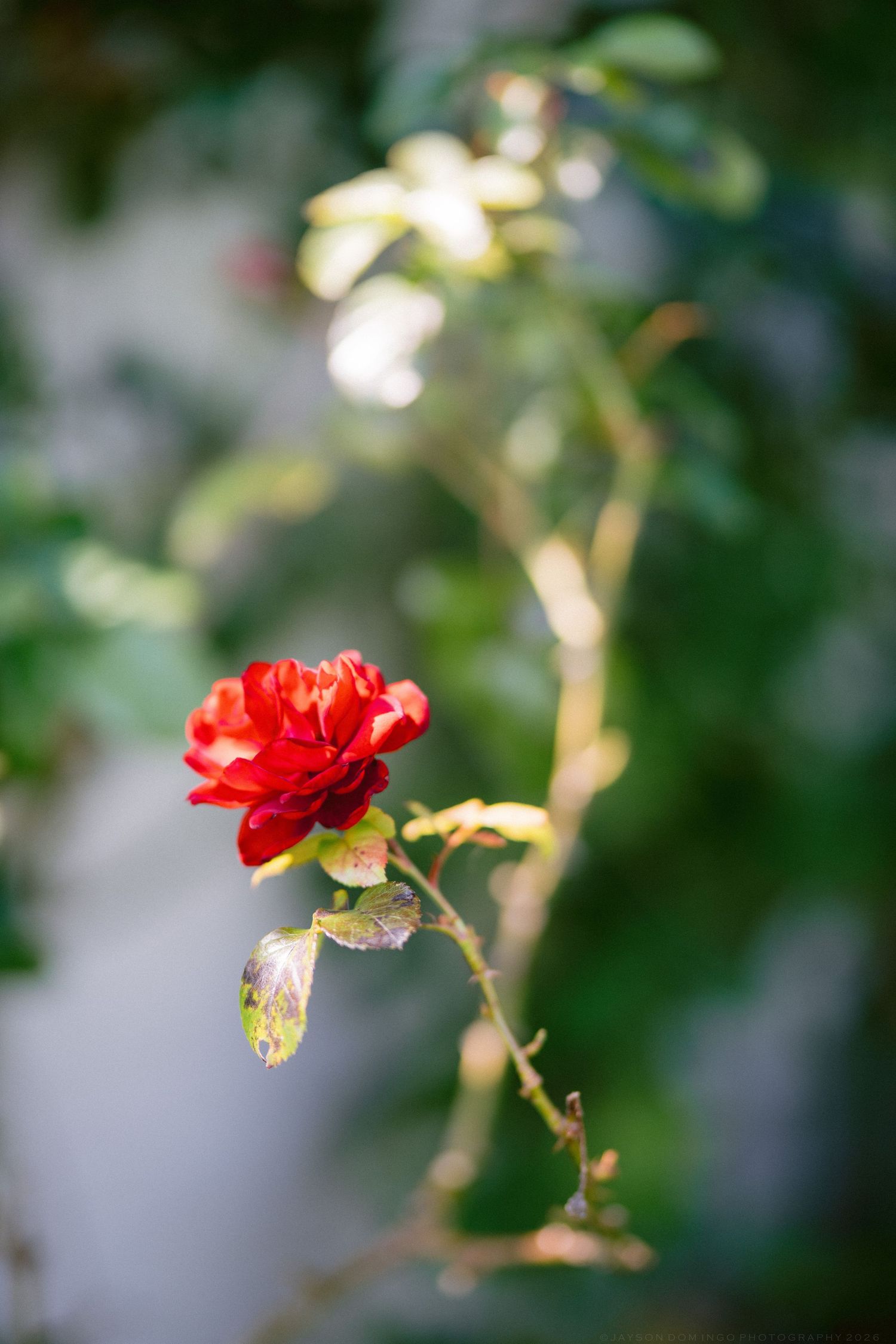 Single vibrant red rose in bloom with soft bokeh green foliage background in natural light.