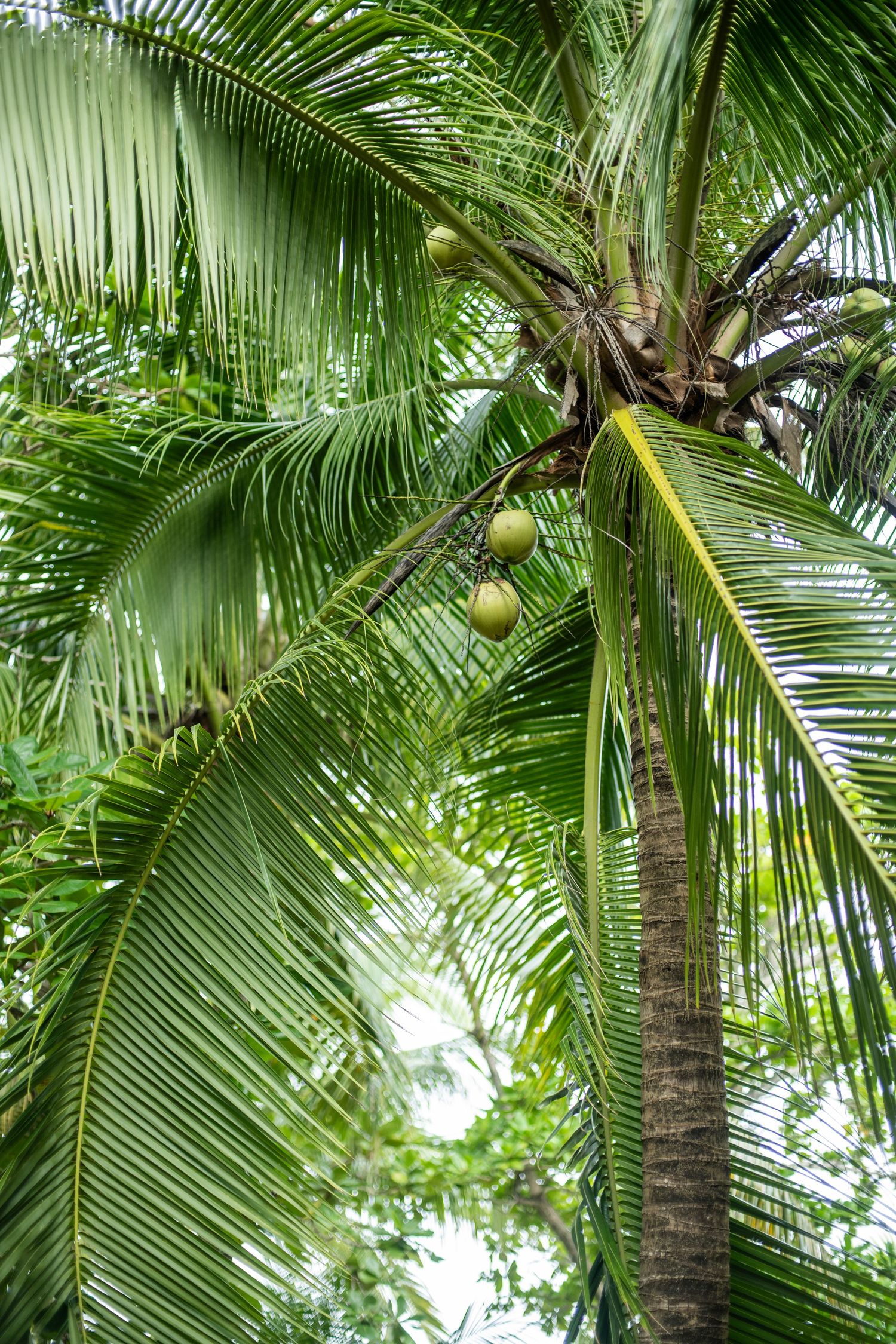 Lush tropical coconut palm tree with green coconuts hanging from fronds against a bright sky background.
