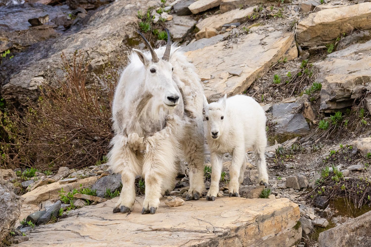 A mom and baby mountain goat look into the camera