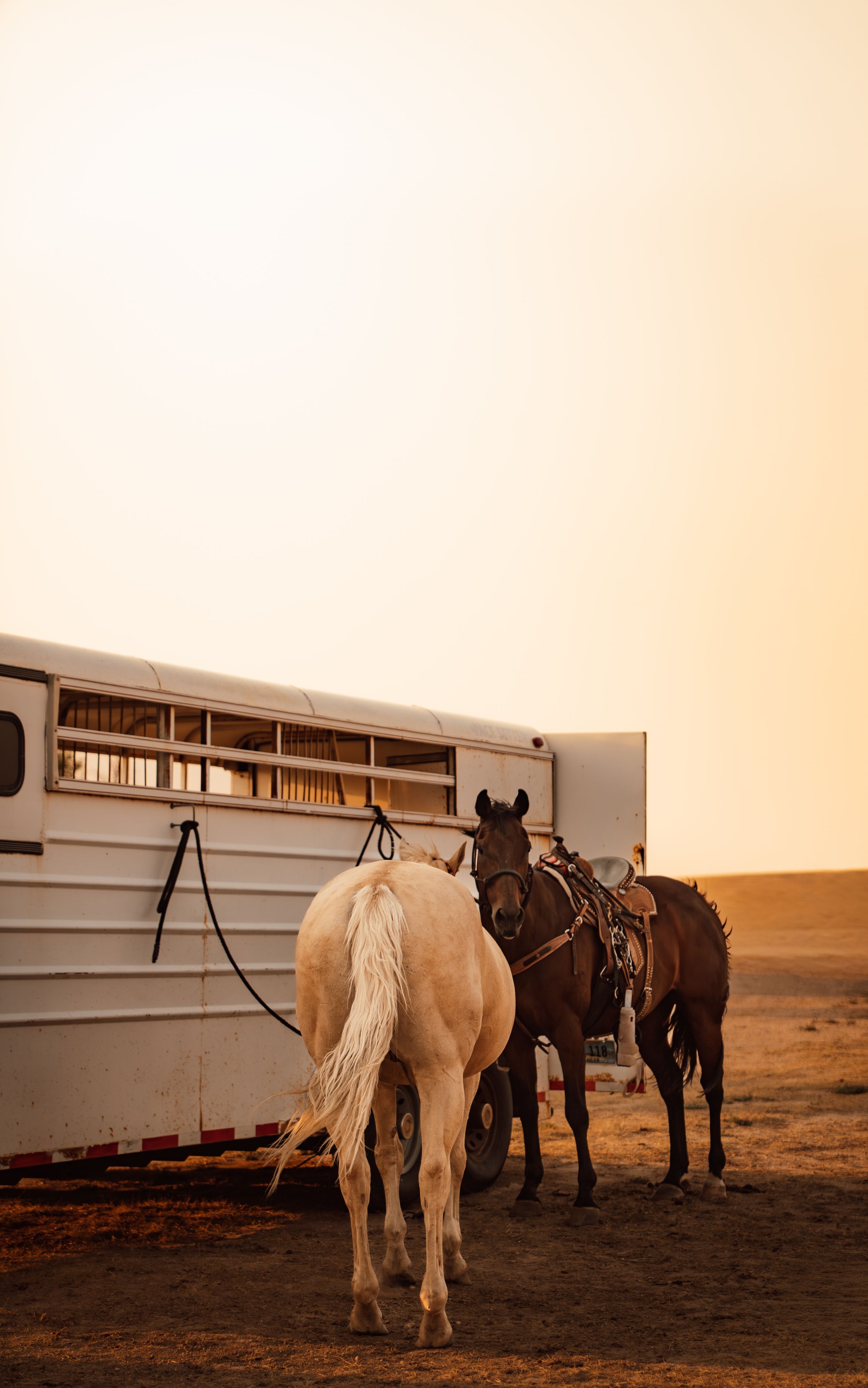 Two horses, one palomino and one bay, tied to a white horse trailer at golden hour in a desert landscape.