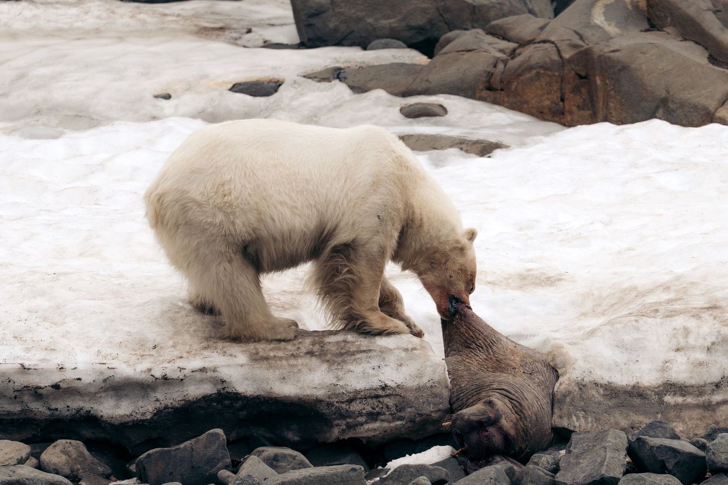Ours polaire de profil, museau engagé dans une carcasse de morse posée sur la neige