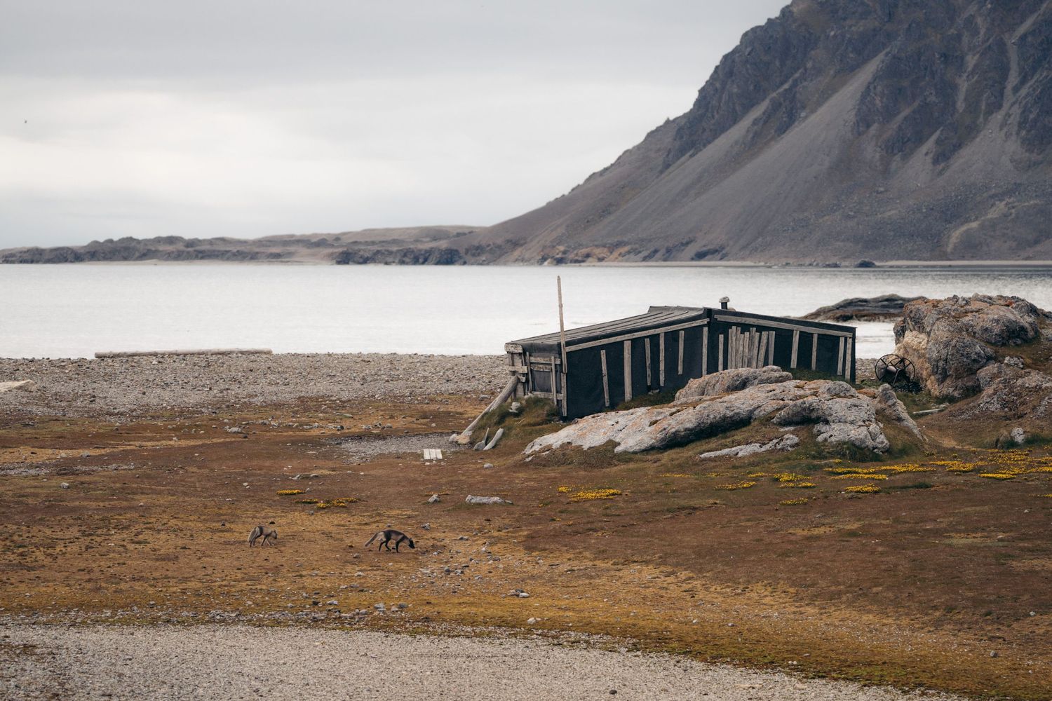cabane de trappeur avec des renards arctiques qui courent devant