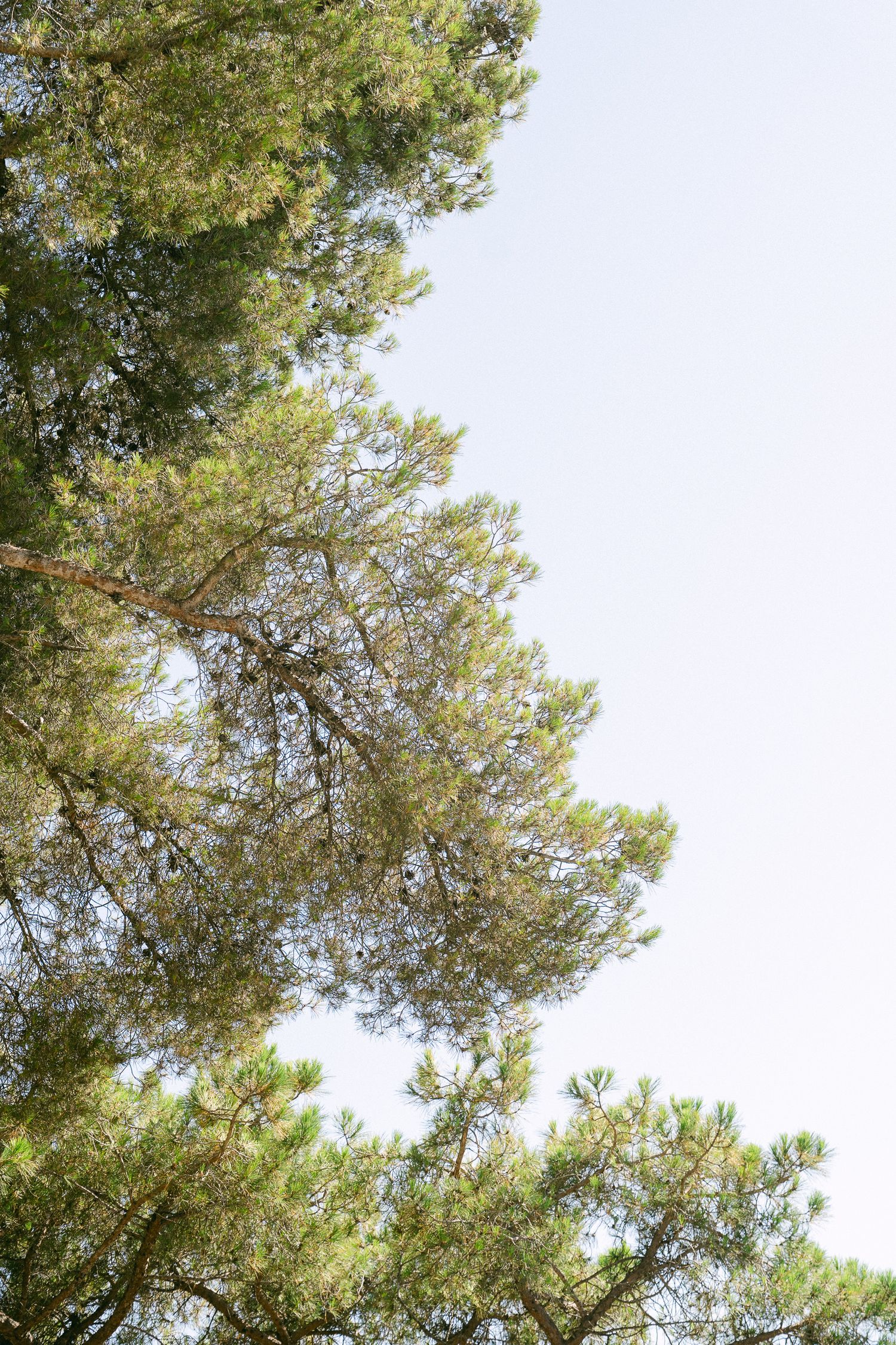 Looking up at tall pine trees with lush green canopies against a clear pale sky.