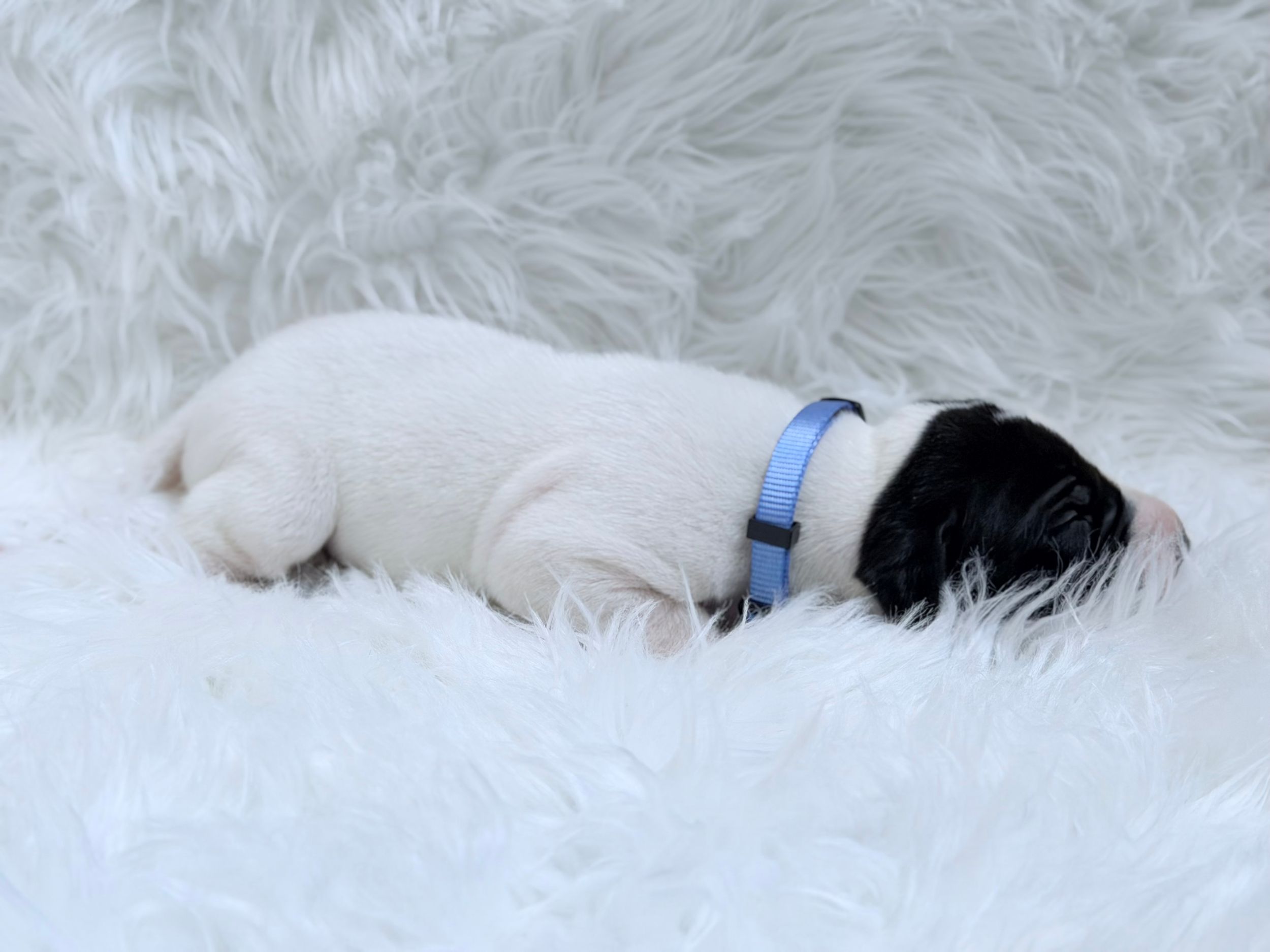 Tiny newborn puppy with blue collar sleeping on white fluffy fur blanket.
