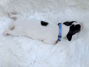 A white and black puppy wearing a blue collar sleeping on a fluffy white rug.