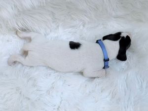 A small white and black puppy sleeping peacefully on a fluffy white rug wearing a blue harness.