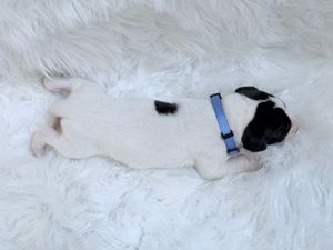 Tiny white and black French Bulldog puppy sleeping on a fluffy white rug wearing a blue collar.
