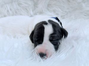 Adorable newborn black and white puppy sleeping peacefully on a fluffy white fur blanket.