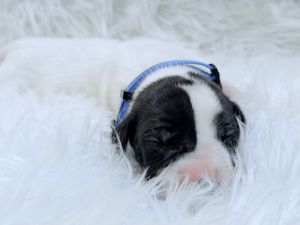 Newborn black and white puppy wearing a blue collar sleeping on a fluffy white blanket.