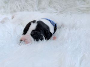 Newborn black and white puppy sleeping on fluffy white fur blanket wearing a tiny blue collar.