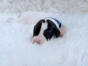 Tiny newborn black and white puppy sleeping on fluffy white fur blanket wearing a small blue knit hat.