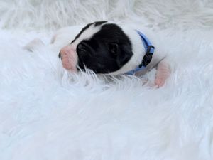 Tiny newborn black and white puppy wearing a blue collar resting on a fluffy white fur blanket.
