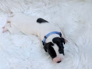 Newborn black and white puppy wearing a blue collar sleeping on a fluffy white blanket.