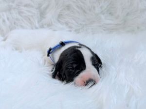 Tiny black and white newborn puppy sleeping peacefully on fluffy white fur, wearing a small blue collar.