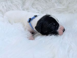 A tiny black and white newborn puppy wearing a blue harness sleeping on a fluffy white fur blanket.
