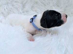 A tiny newborn black and white puppy wearing a blue collar rests on a fluffy white fur blanket.