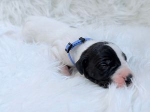 Newborn black and white puppy wearing a blue collar sleeping on a fluffy white blanket.
