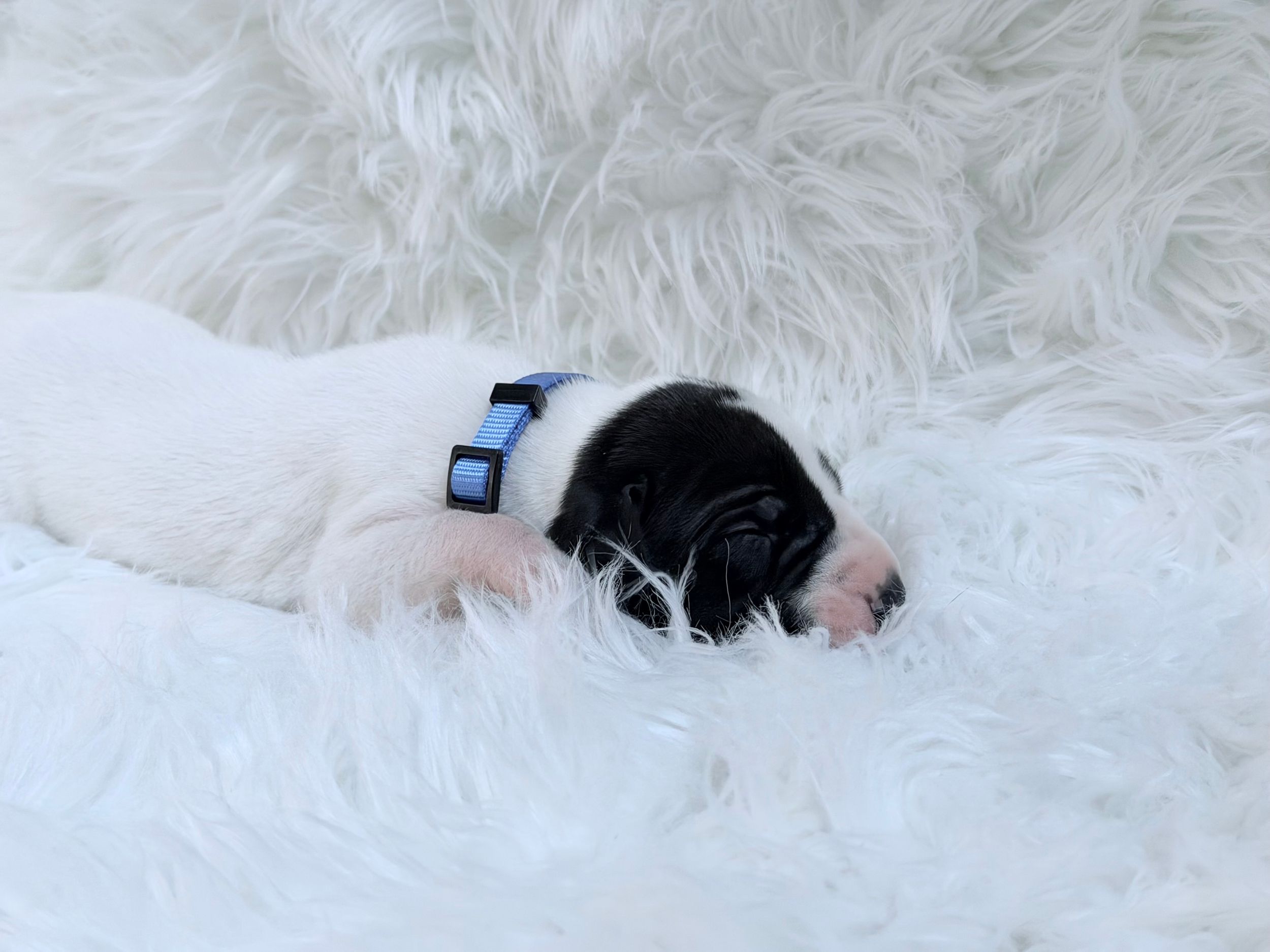 A tiny newborn puppy with black and white fur wearing a blue collar sleeps peacefully on a fluffy white blanket.