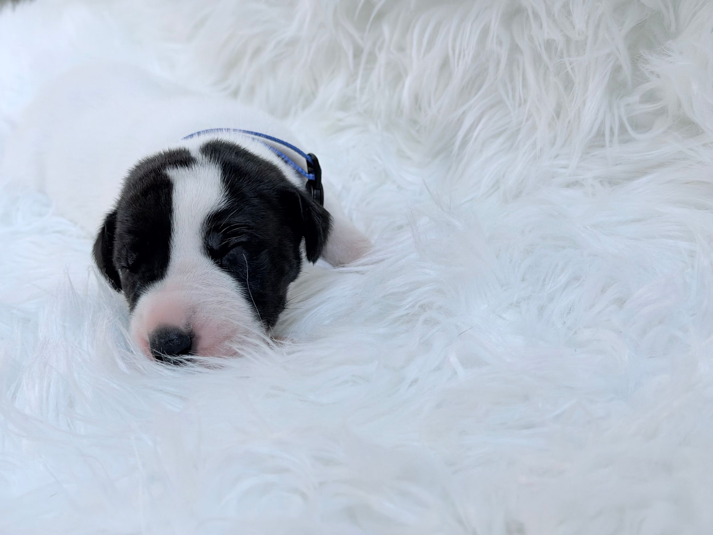 Tiny black and white newborn puppy sleeping peacefully on a fluffy white fur blanket.