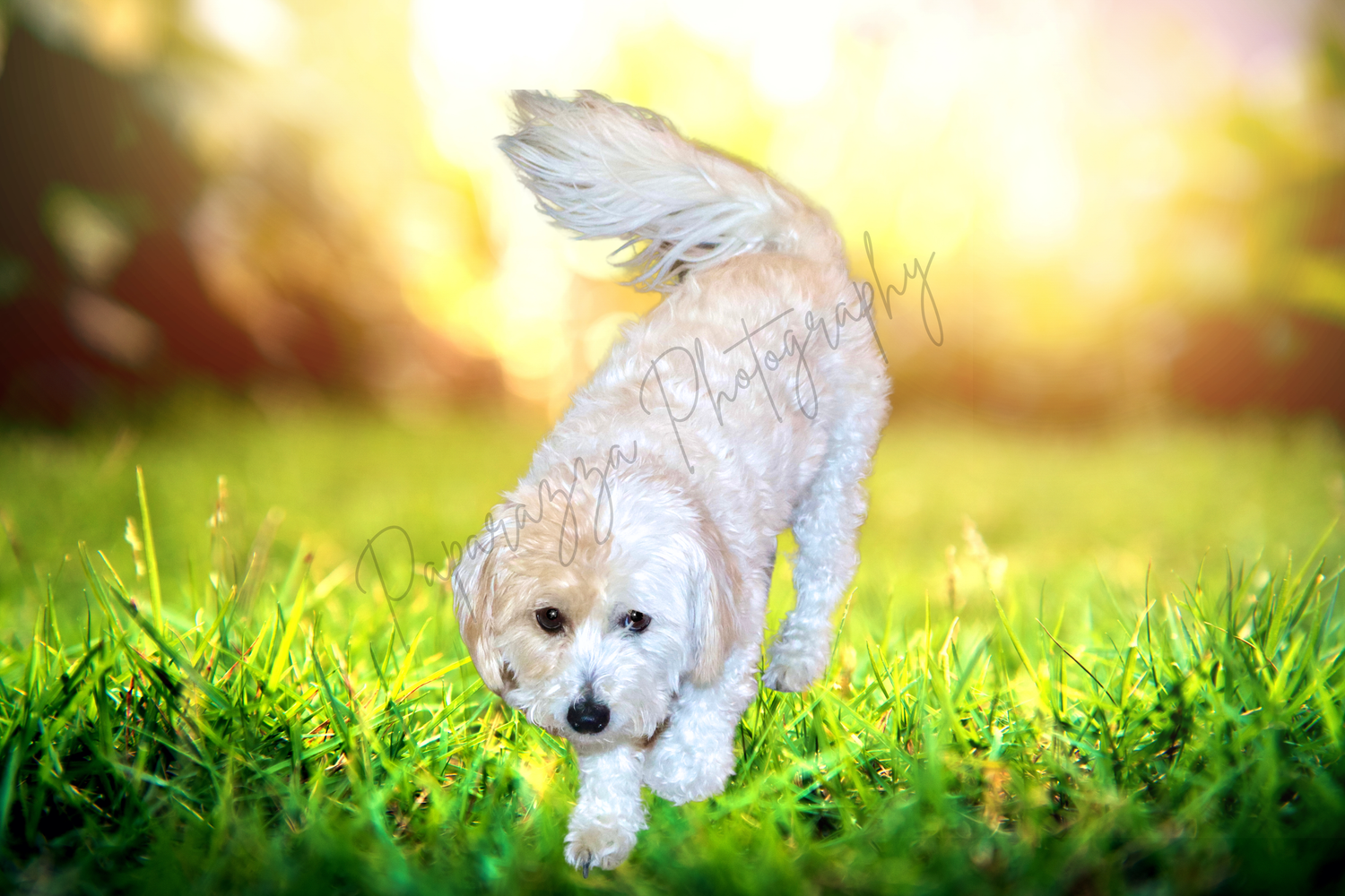 A fluffy white Maltipoo puppy trots through lush green grass in golden sunlight, tail raised playfully.