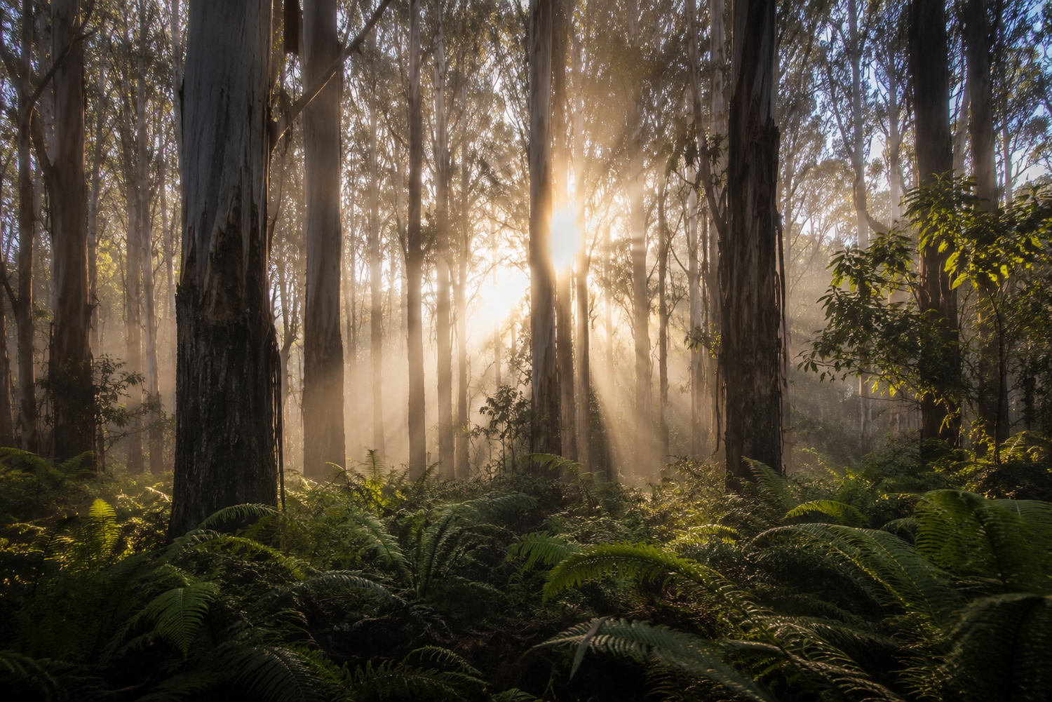 Sunbeams filtering through tall forest trees illuminating lush green ferns in misty woodland.