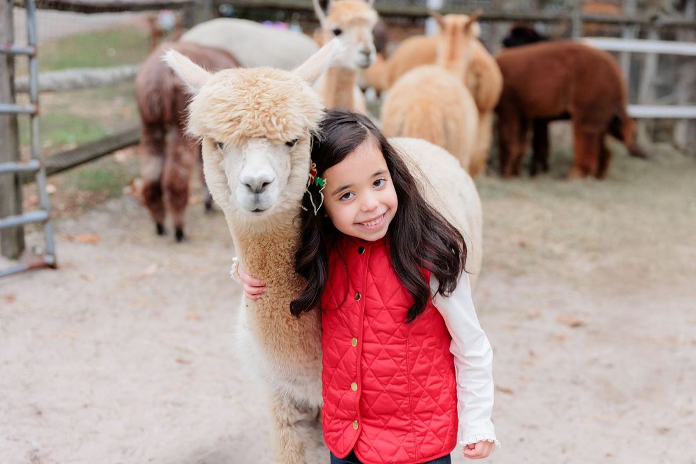 Young girl in red vest smiling with fluffy alpaca at farm, other alpacas visible in background.