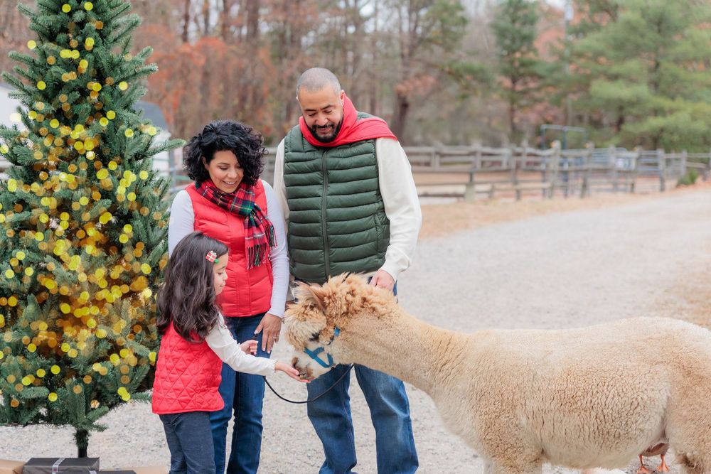 Family feeding an alpaca near a Christmas tree at a festive outdoor farm during the holiday season.