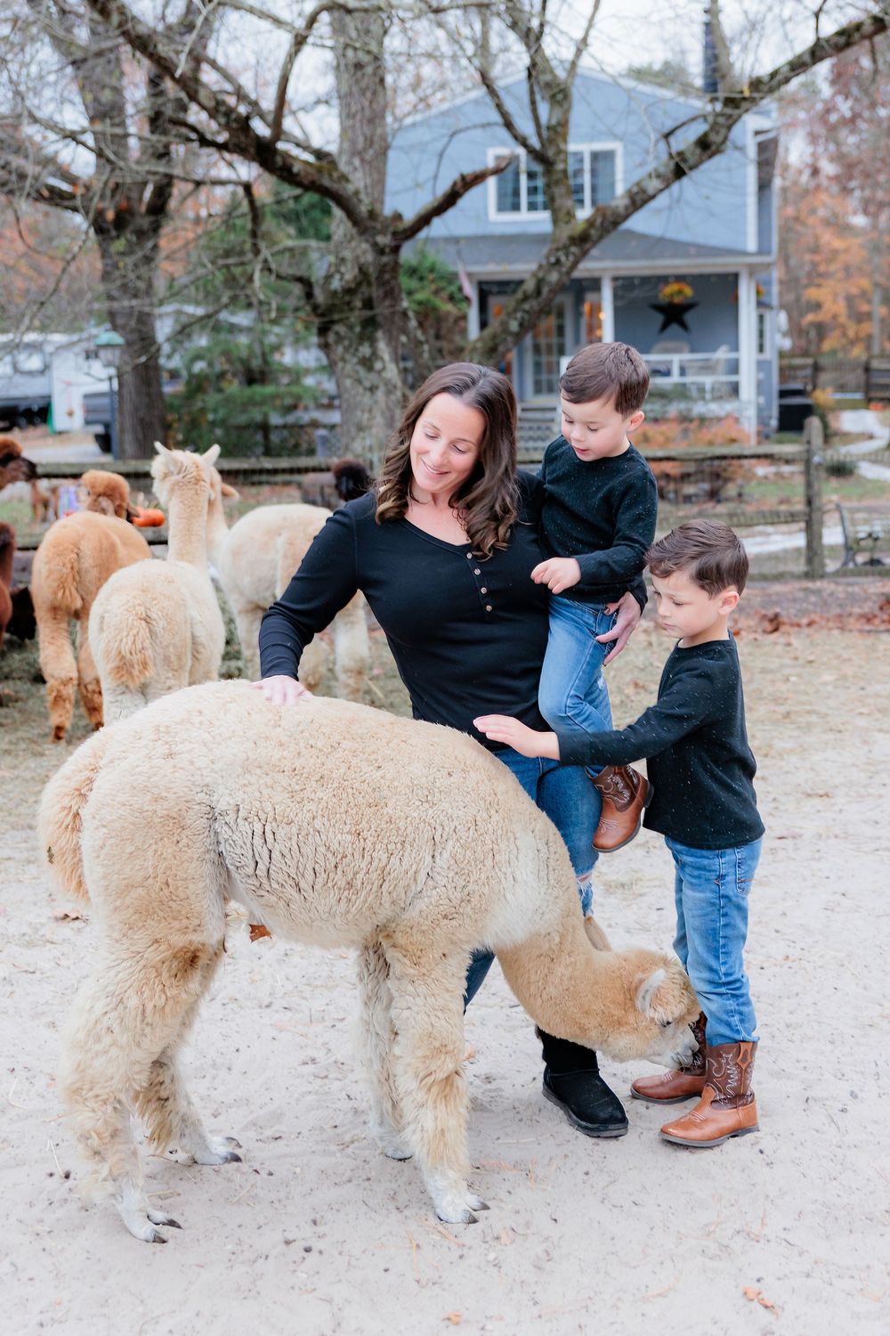 A woman and two boys pet a fluffy alpaca at a farm, surrounded by more alpacas and autumn trees.