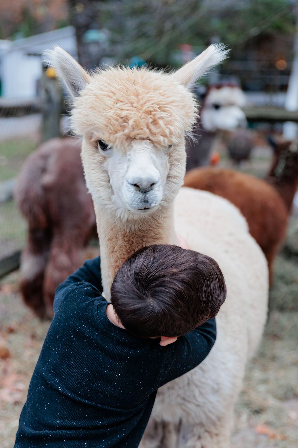 A child hugging a fluffy white alpaca at a farm, with brown alpacas visible in the background.